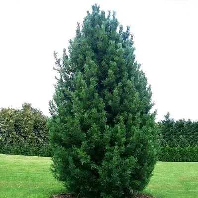 Сосна кедровая   Сосна кедровая  в Белгороде