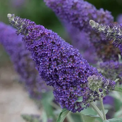 Буддлея НАНО ПЕРПЛ  в Белгороде