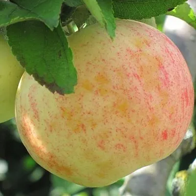 Яблоня ЛЕТНЕЕ СЛАДКОЕ  Яблоня ЛЕТНЕЕ СЛАДКОЕ в Белгороде