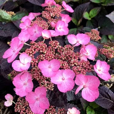 Гортензия ДАРЕДЕВИЛ пильчатая  Гортензия ДАРЕДЕВИЛ пильчатая в Белгороде