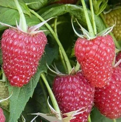 Малина ЕВРАЗИЯ  Малина ЕВРАЗИЯ в Белгороде