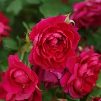 Саженцы роз КВАДРА плетистая  Саженцы роз КВАДРА плетистая в Белгороде