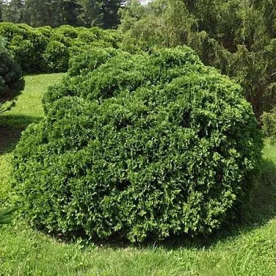 Туя УМБРАКУЛИФЕРА западная  Туя УМБРАКУЛИФЕРА западная в Белгороде