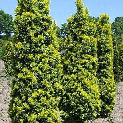 Тис ДАВИД ягодный  Тис ДАВИД ягодный в Белгороде