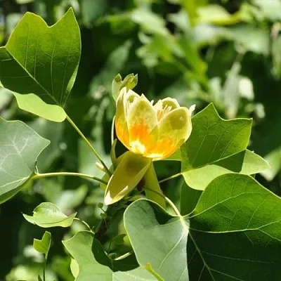 ЛИРИОДЕНДРОН тюльпанный  ЛИРИОДЕНДРОН тюльпанный в Белгороде