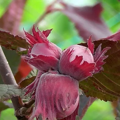 Фундук КАРДИНАЛ в Белгороде
