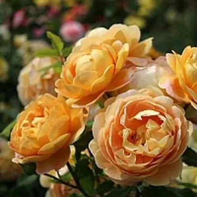 Саженцы роз ГОЛДЕН СЕЛЕБРЕЙШЕН английская  Саженцы роз ГОЛДЕН СЕЛЕБРЕЙШЕН английская в Белгороде