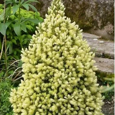 Ель МАЙГОЛД колючая  Ель МАЙГОЛД колючая в Белгороде