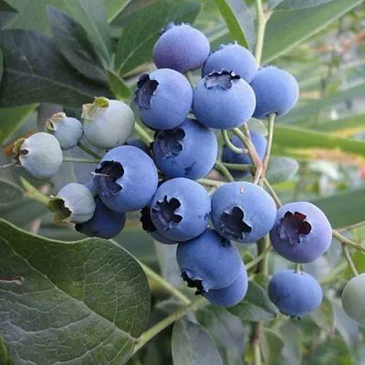 Голубика ЛЕГАЦИЯ  Голубика ЛЕГАЦИЯ в Белгороде