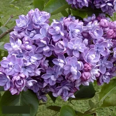 Сирень АМИ ШОТТ  Сирень АМИ ШОТТ в Белгороде