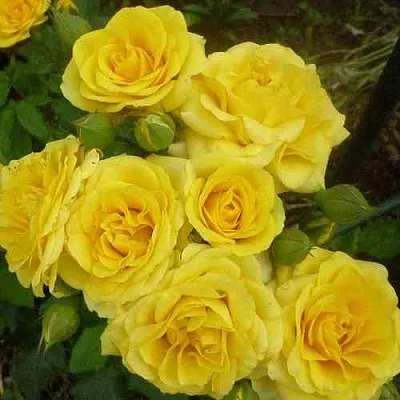 Саженцы роз ЕЛЛОУ БЭЙБИ спрей в Белгороде