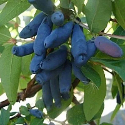 Жимолость съедобная ГОРДОСТЬ БАКЧАРА в Белгороде