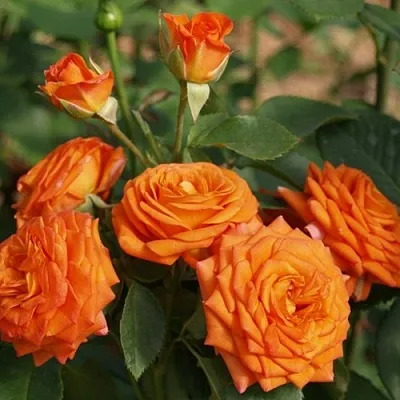 Саженцы роз БЕЙБ спрей в Белгороде