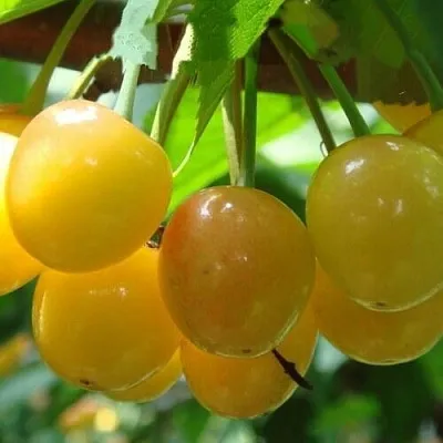 Черешня ЯНТАРНАЯ в Белгороде