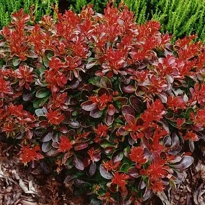 Барбарис КАРМЕН тунберга в Белгороде