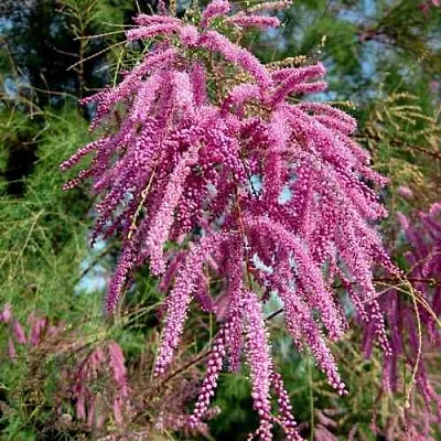 Тамарикс ПИНК КАСКАД  Тамарикс ПИНК КАСКАД в Белгороде