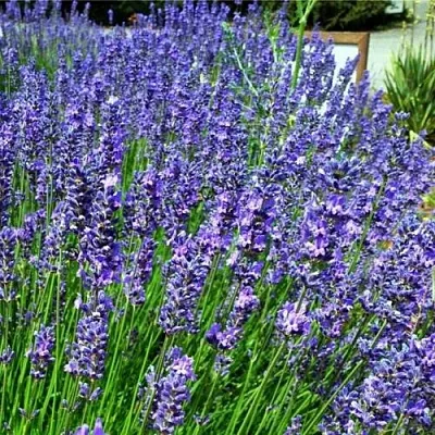 Лаванда ФЕНОМЕНАЛ узколистная  Лаванда ФЕНОМЕНАЛ узколистная в Белгороде