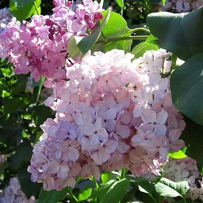 Сирень ГОРТЕНЗИЯ  Сирень ГОРТЕНЗИЯ в Белгороде