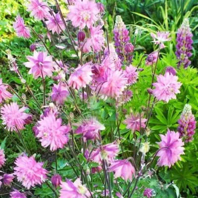 Аквилегия БАРЛОУ ПИНК гибрид МакКаны — описание сорта Аквилегия БАРЛОУ ПИНК гибрид МакКаны в Белгороде