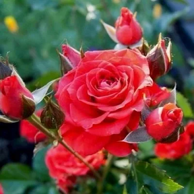 Саженцы роз МИДЖЕТ спрей в Белгороде