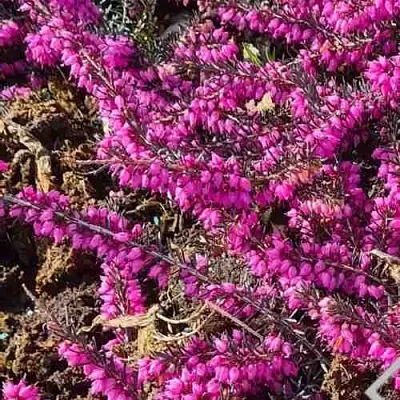 ЭРИКА "АЛЬПИЙСКИЙ ВЕРЕСК" (зимующая) сорт АТРОРУБРА  ЭРИКА "АЛЬПИЙСКИЙ ВЕРЕСК" (зимующая) сорт АТРОРУБРА в Белгороде