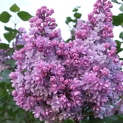 Сирень КОЛХОЗНИЦА  Сирень КОЛХОЗНИЦА в Белгороде