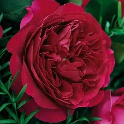 Саженцы роз КЕЙТ английская  Саженцы роз КЕЙТ английская в Белгороде