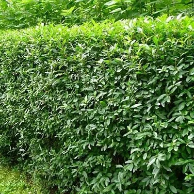 Бирючина обыкновенная  Бирючина обыкновенная в Белгороде