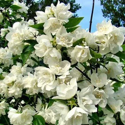 Жасмин ДЕНИСКИНЫ РАССКАЗЫ  Жасмин ДЕНИСКИНЫ РАССКАЗЫ в Белгороде