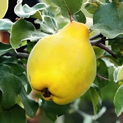 Айва МИР в Белгороде