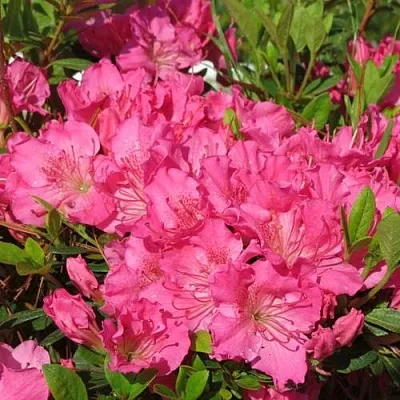 Азалия КИРСТИН японская  Азалия КИРСТИН японская в Белгороде