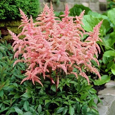 Астильба БРЕССИНГЕМ БЬЮТИ Арендса  Астильба БРЕССИНГЕМ БЬЮТИ Арендса в Белгороде