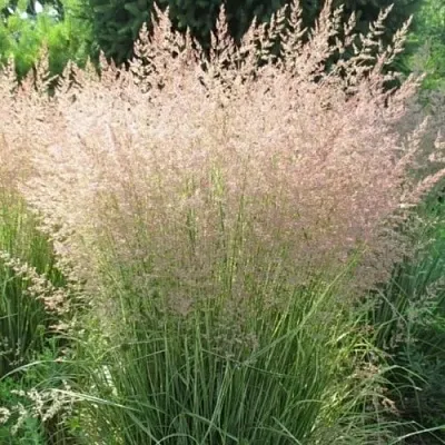 Вейник ОВЕРДАМ остроцветковый  Вейник ОВЕРДАМ остроцветковый в Белгороде