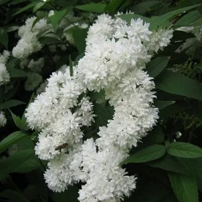 Дейция КАНДИДИССИМА шершавая  Дейция КАНДИДИССИМА шершавая в Белгороде