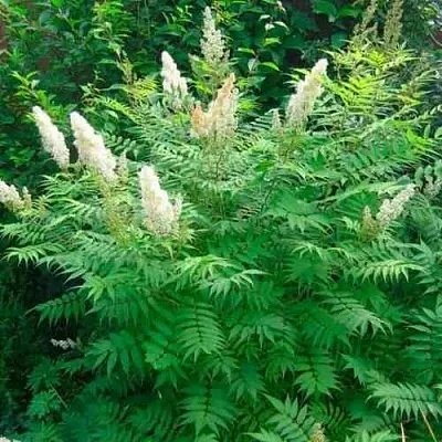 Рябинник рябинолистный СЭМ  Рябинник рябинолистный СЭМ в Белгороде