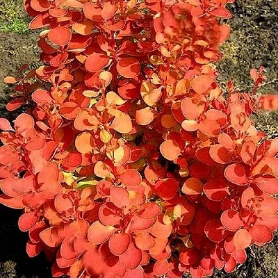 Барбарис ОРАНЖ ФАЙЕР тунберга в Белгороде