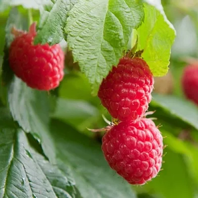 Малина МАРАВИЛЛА  Малина МАРАВИЛЛА в Белгороде