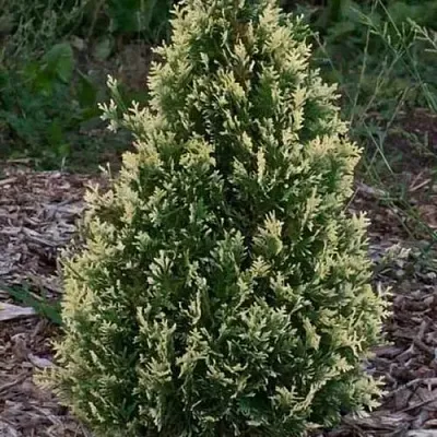 Туя БРАБАНТ ВАРИЕГАТТА западная в Белгороде