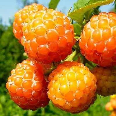 Жёлтая  Жёлтая в Белгороде