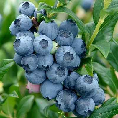 Голубика ХАРДИБЛЮ  Голубика ХАРДИБЛЮ в Белгороде