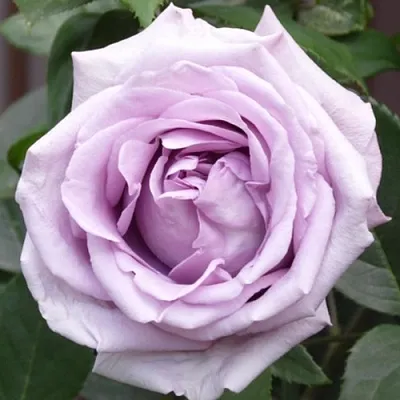 Саженцы роз ИНДИГОЛЕТТА плетистая  Саженцы роз ИНДИГОЛЕТТА плетистая в Белгороде