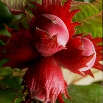 Фундук БАГРЯНЕЦ в Белгороде