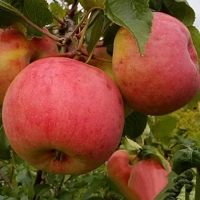 Яблоня БОЛОТОВСКОЕ  Яблоня БОЛОТОВСКОЕ в Белгороде