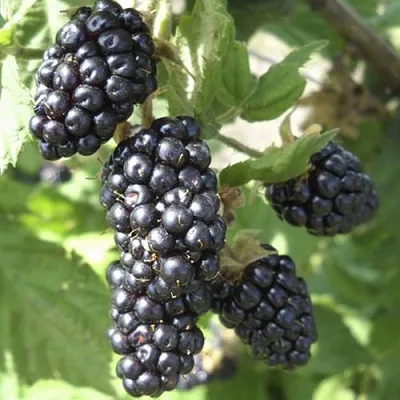 Ежемалина МАРИОН  Ежемалина МАРИОН в Белгороде