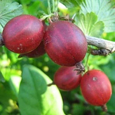 Крыжовник ЩЕДРЫЙ в Белгороде