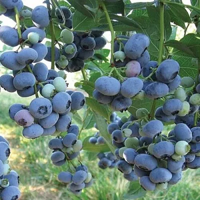 Голубика ЛИБЕРТИ  Голубика ЛИБЕРТИ в Белгороде