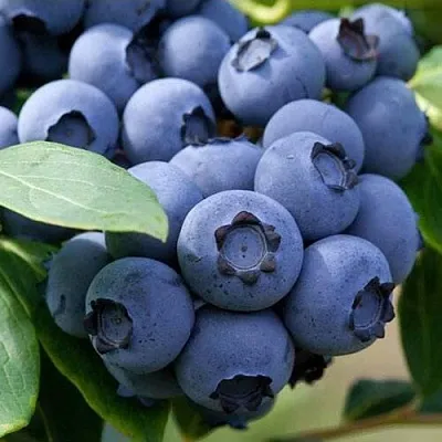 Голубика СПАРТАН  Голубика СПАРТАН в Белгороде