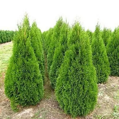 Туя СМАРАГД западная  Туя СМАРАГД западная в Белгороде