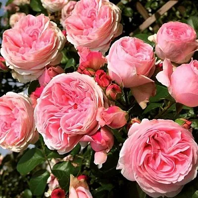 Саженцы роз ДЖАРДИНА плетистая  Саженцы роз ДЖАРДИНА плетистая в Белгороде