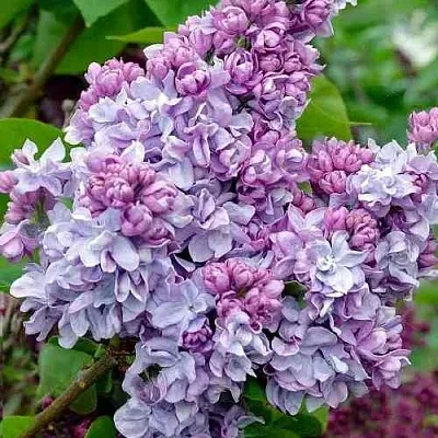 Сирень КАТЕРИНА ХАВЕМЕЙЕР  Сирень КАТЕРИНА ХАВЕМЕЙЕР в Белгороде